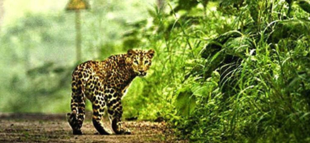 Binsar Wildlife Santury, Almora