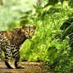 Binsar Wildlife Santury, Almora