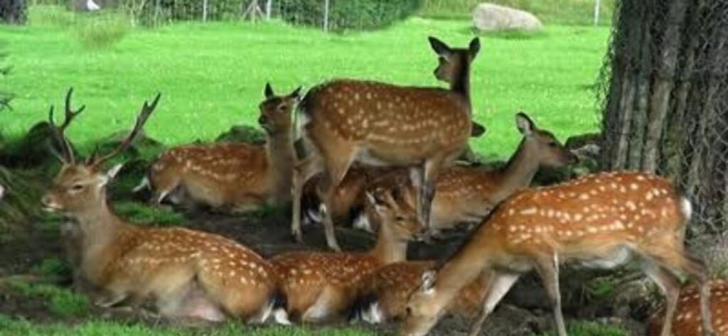 Deer Park, Almora