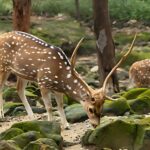 Malsi Deer Park, Dehradun