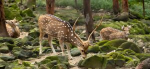 Malsi Deer Park – Dehradun