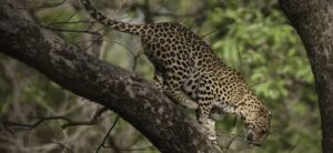 Simbalbara Wildlife Sanctuary