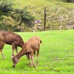 Dhauladhar National Park