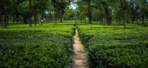 Andretta Artist Village