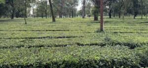 Palampur Tea Gardens