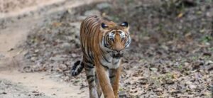 Jim Corbett National Park – Ramnagar