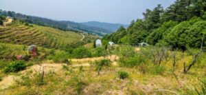 Ranikhet (Nearby Excursion) – Almora