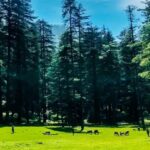 Kanasar Forest – Chakrata