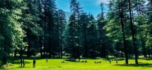 Kanasar Forest – Chakrata