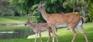 Rajaji National Park – Dehradun