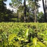 Kausani Tea Estate – Kausani