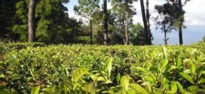 Kausani Tea Estate – Kausani