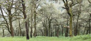 Kilbury Bird Sanctuary – Nainital