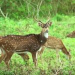 Askot Wildlife Sanctuary – Pithoragarh