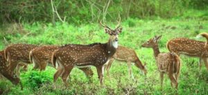 Askot Wildlife Sanctuary – Pithoragarh